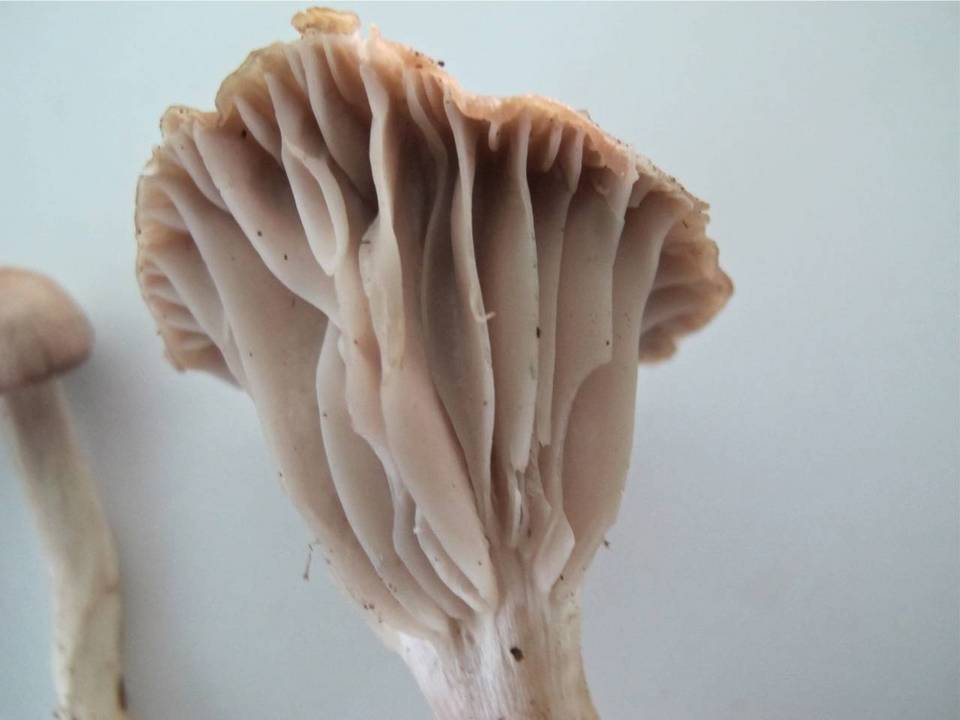 Hygrocybe flavipes image
