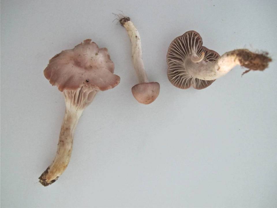Hygrocybe flavipes image