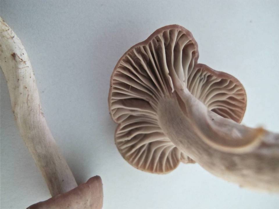 Hygrocybe flavipes image