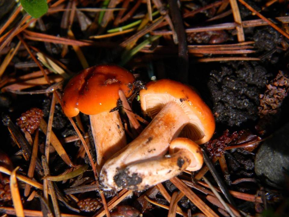 Lactarius luculentus var. laetus image