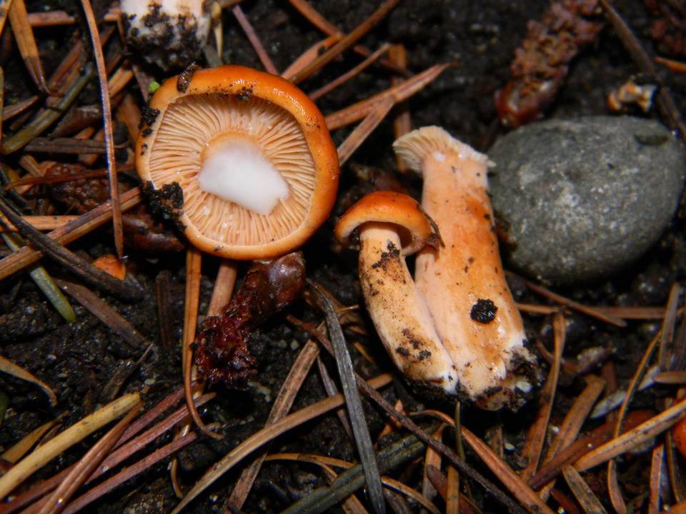 Lactarius luculentus var. laetus image