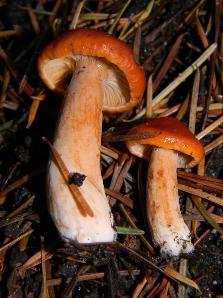 Lactarius luculentus var. laetus image
