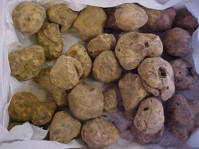 Tuber magnatum image