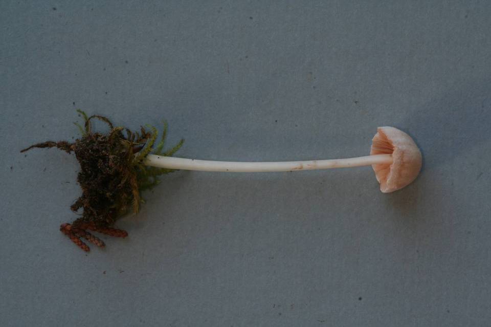 Alboleptonia ochracea image