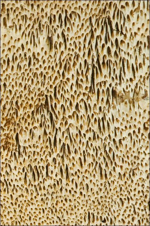 Datronia mollis image