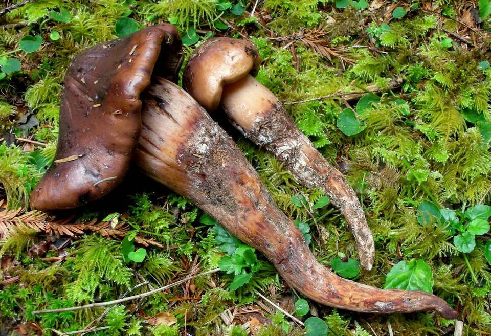 Phaeocollybia benzokauffmanii image