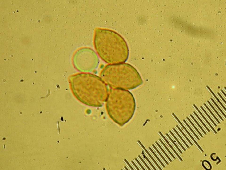 Phaeocollybia benzokauffmanii image