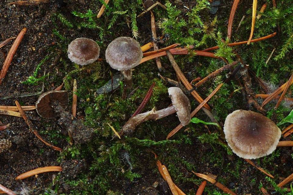 Cortinarius alnetorum image