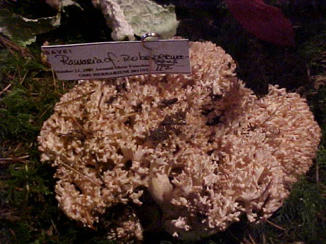 Ramaria rubribrunnescens image