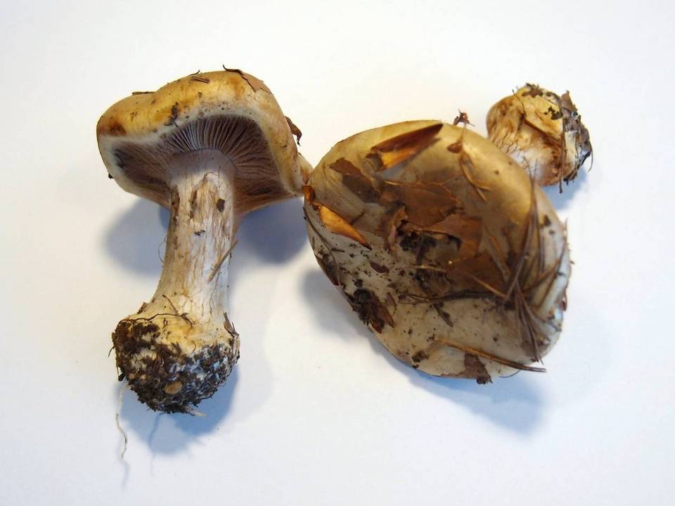 Cortinarius amoenolens image