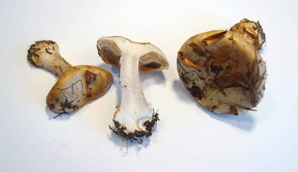 Cortinarius amoenolens image
