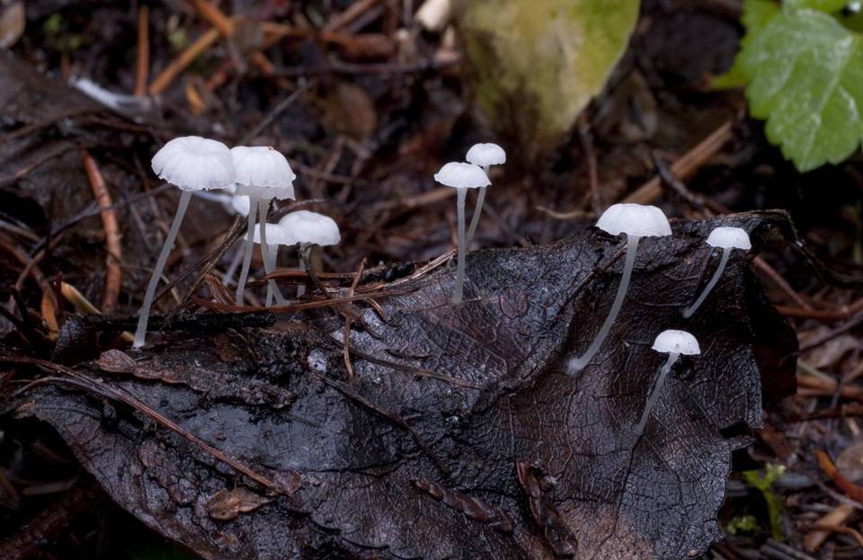 Hemimycena pseudocrispula image