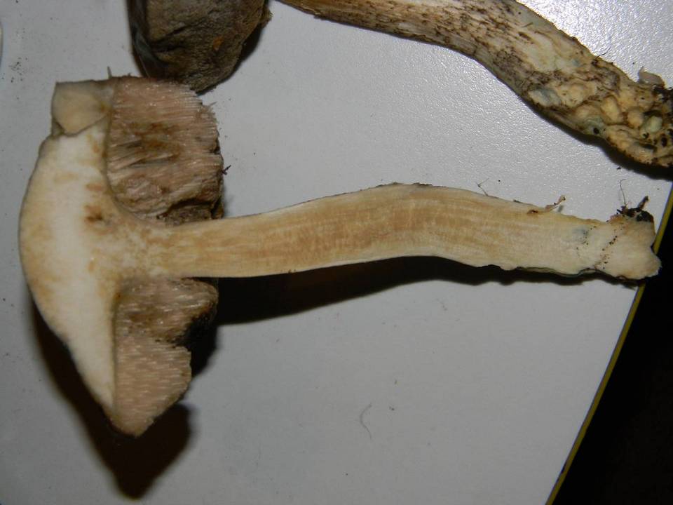 Leccinum schistophilum image