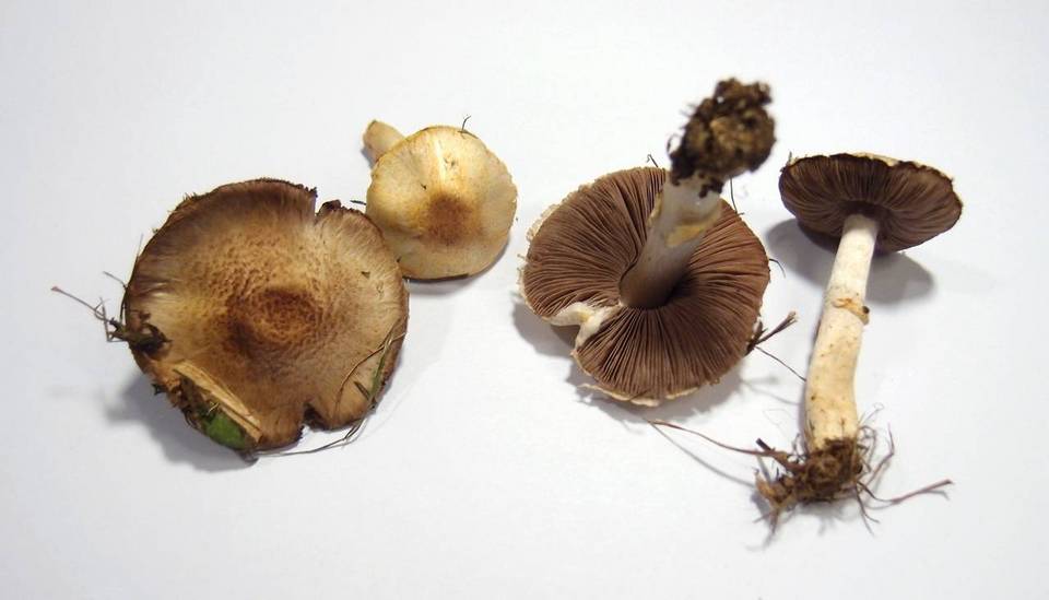Agaricus semotus image