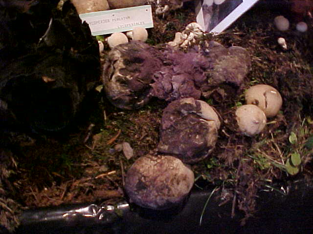 Calvatia purpurea image