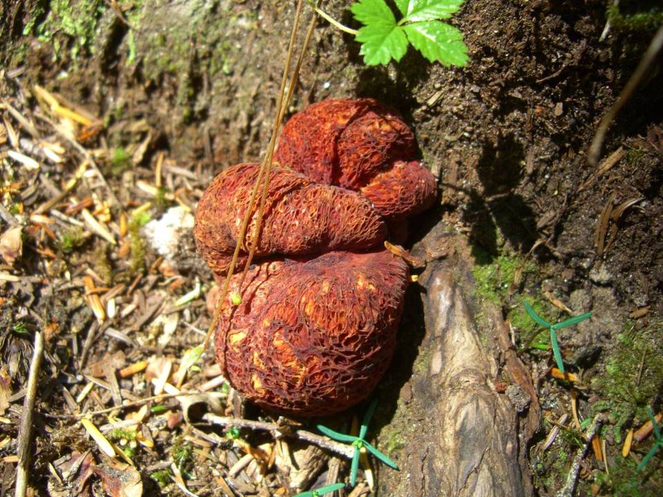 Gastroboletus ruber image