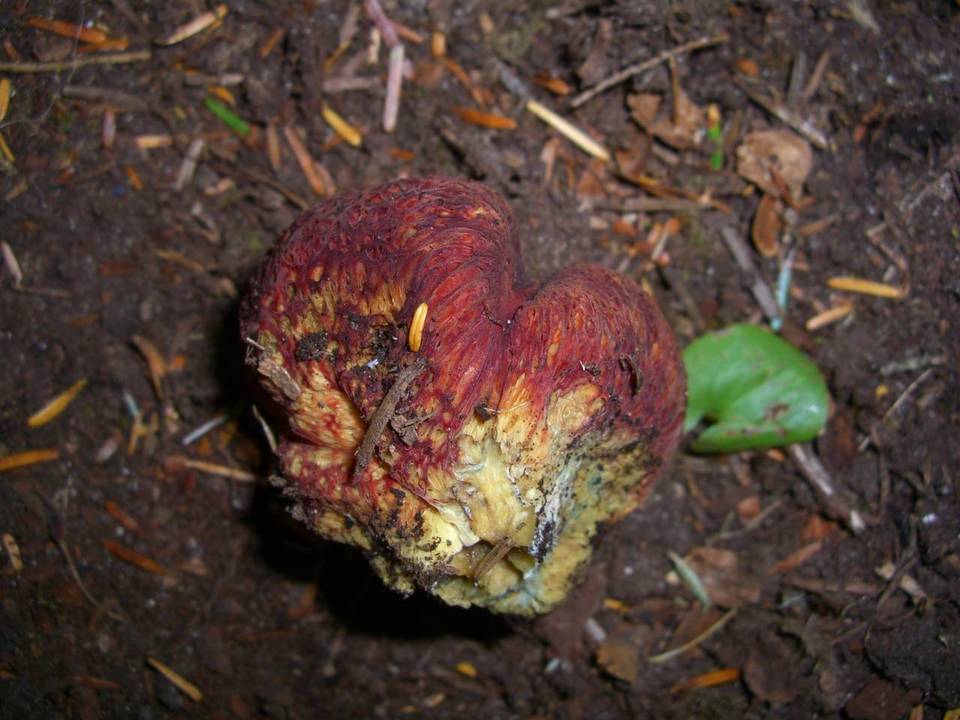 Gastroboletus ruber image