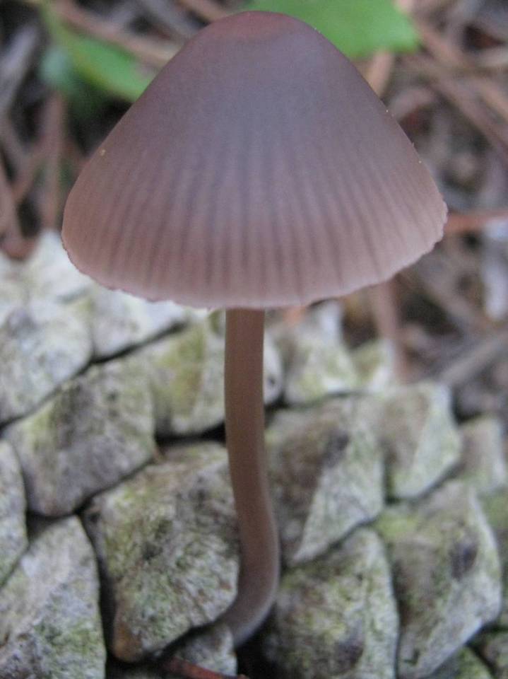 Mycena seynesii image