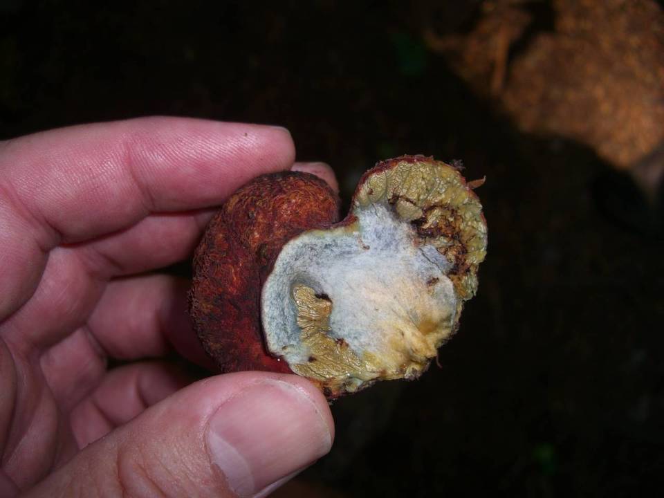 Gastroboletus ruber image