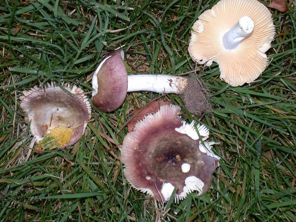 Russula versicolor image