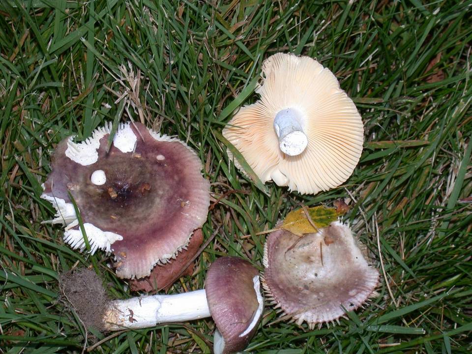 Russula versicolor image