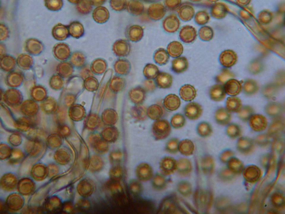 Disciseda cervina image
