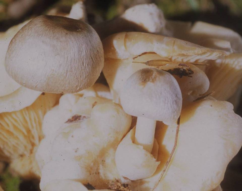 Volvariella surrecta image