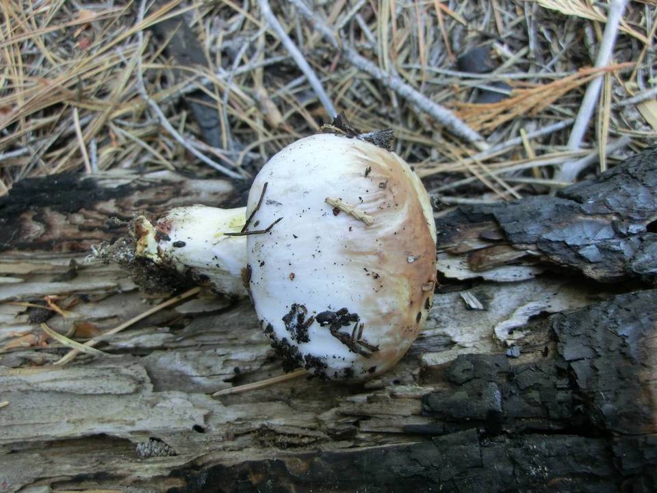 Suillus brunnescens image