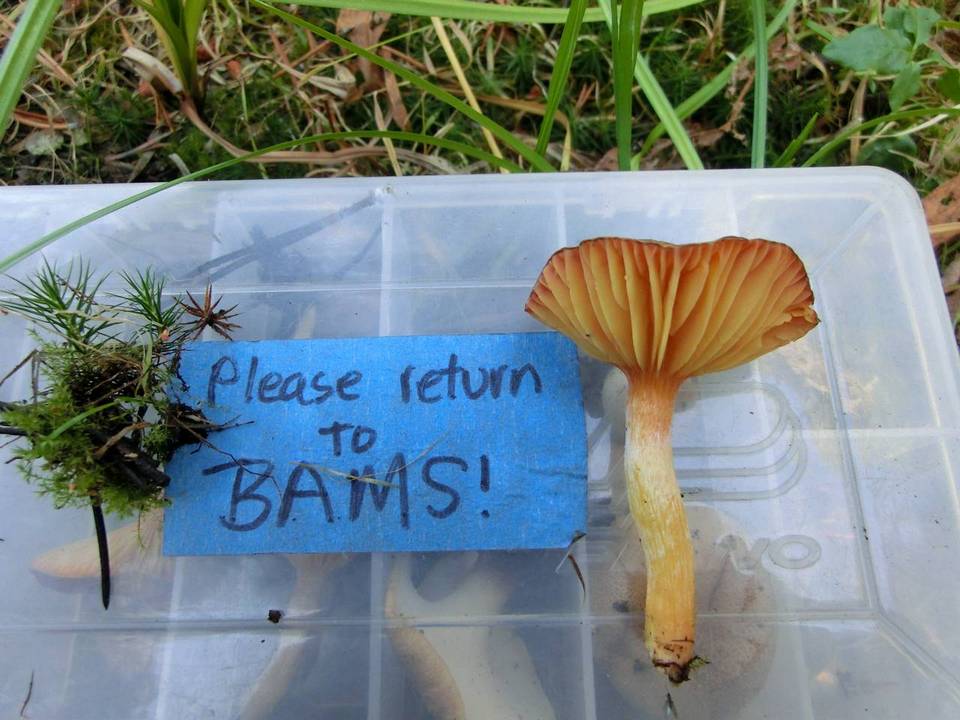 Hygrophorus siccipes image