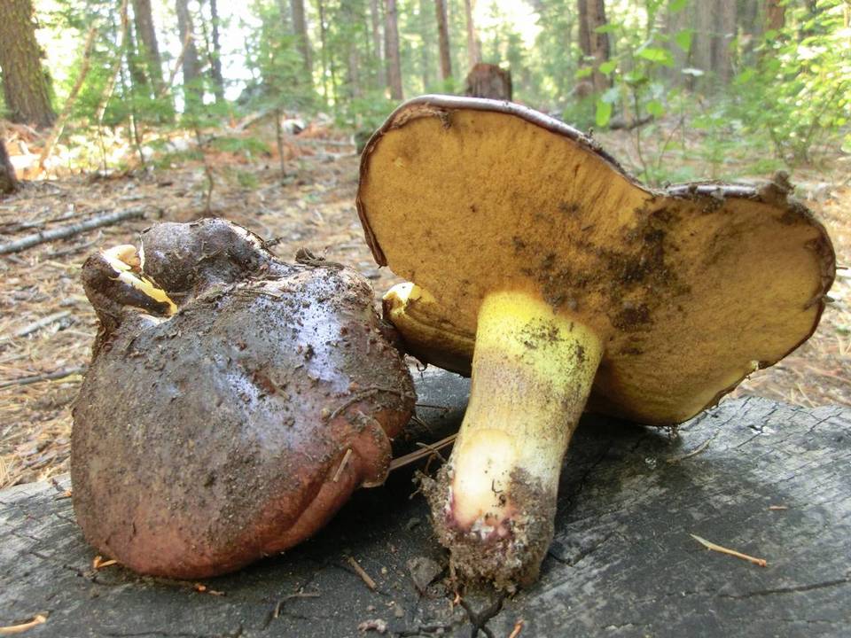 Suillus brunnescens image