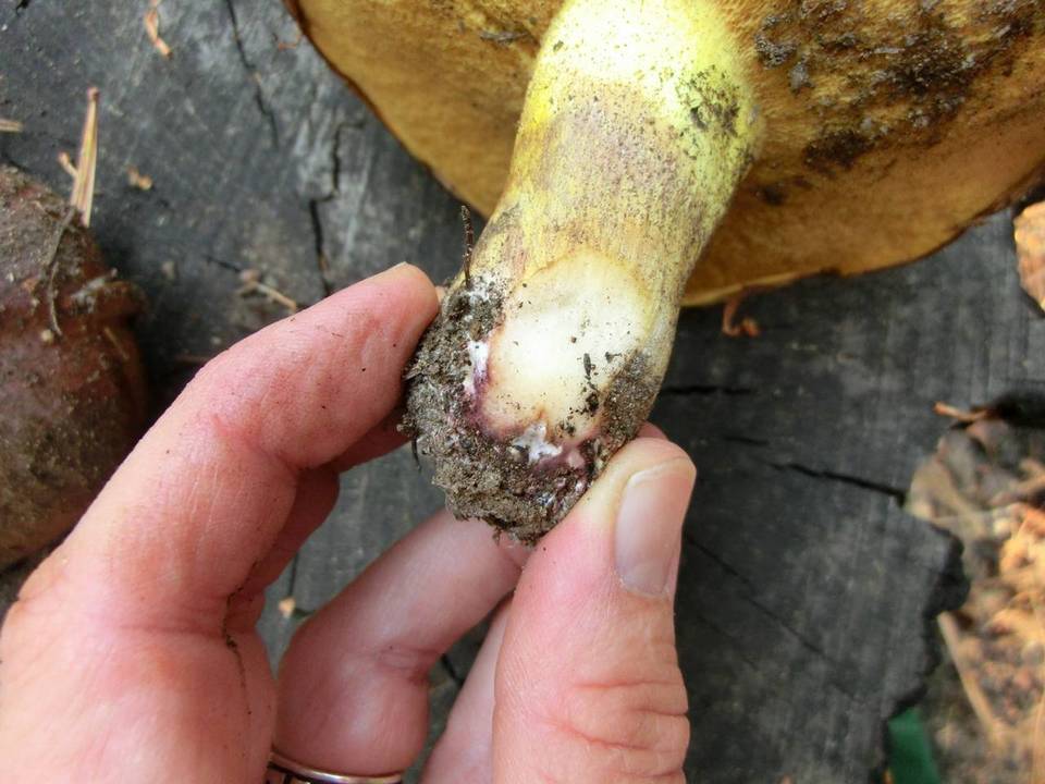 Suillus brunnescens image