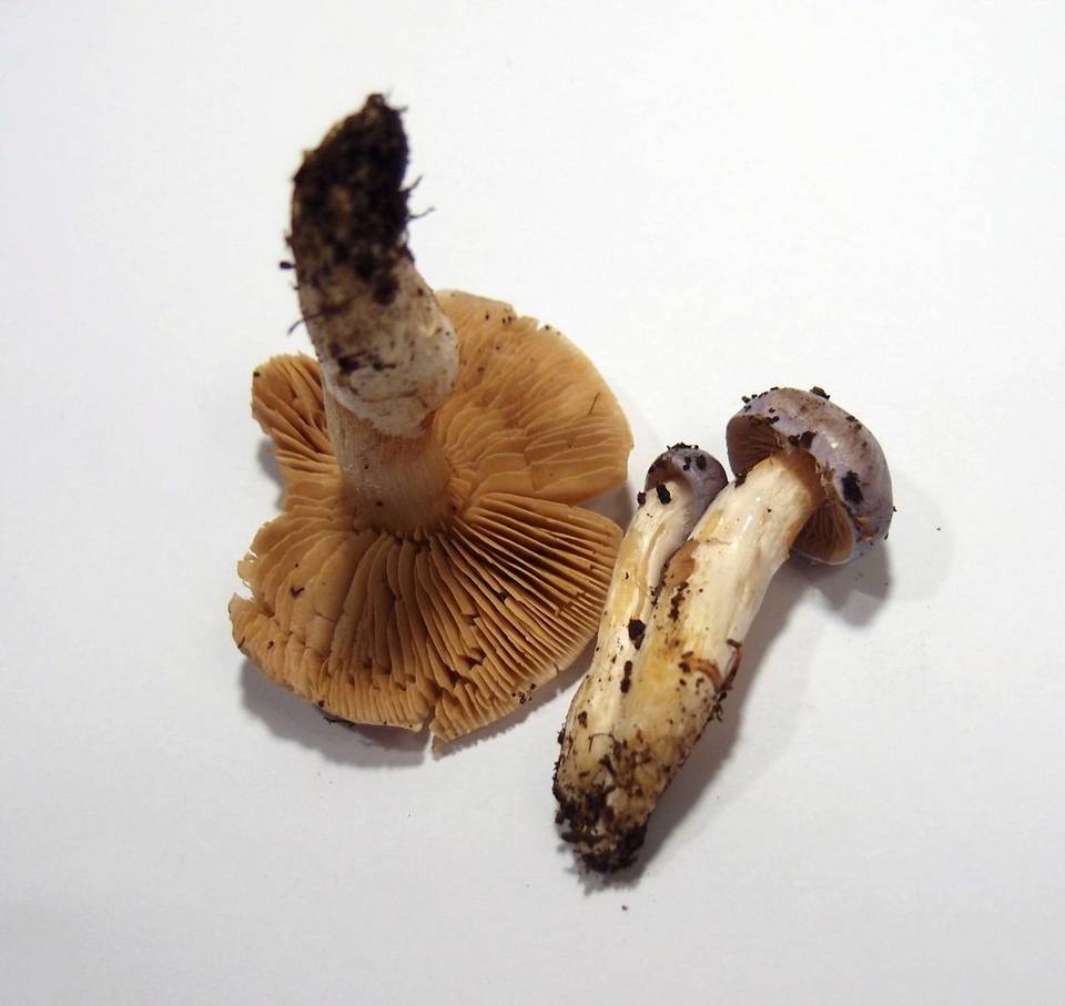 Cortinarius croceocaeruleus image