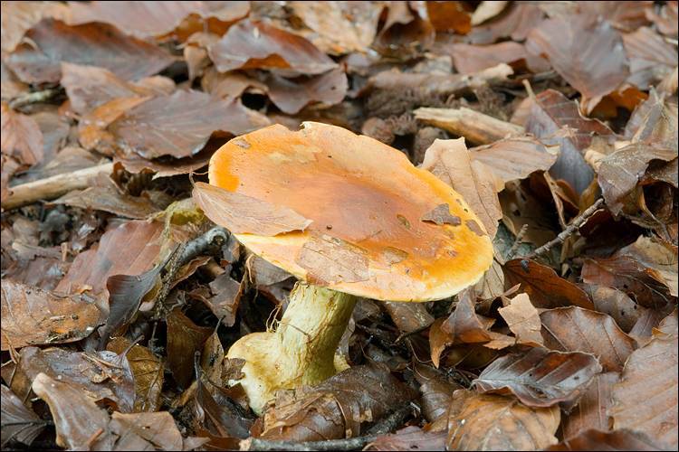 Cortinarius elegantissimus image