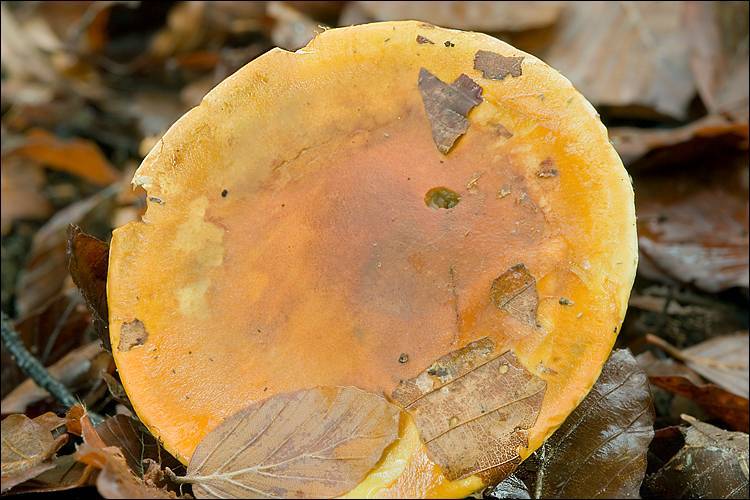 Cortinarius elegantissimus image
