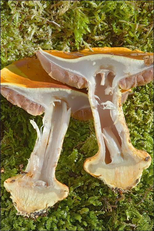 Cortinarius elegantissimus image