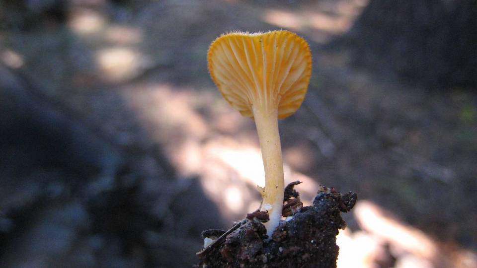 Chrysomphalina aurantiaca image