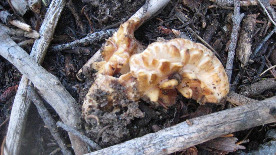 Gomphus bonarii image