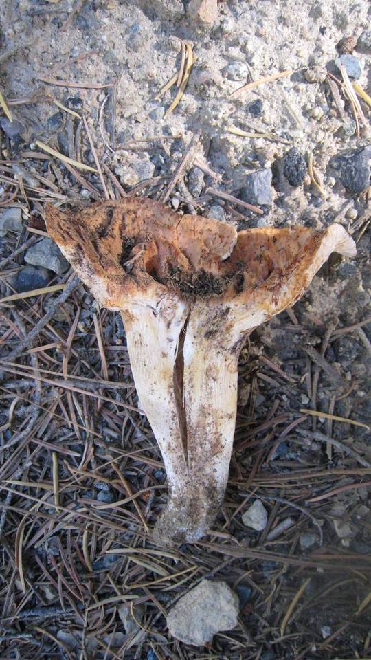 Gomphus bonarii image