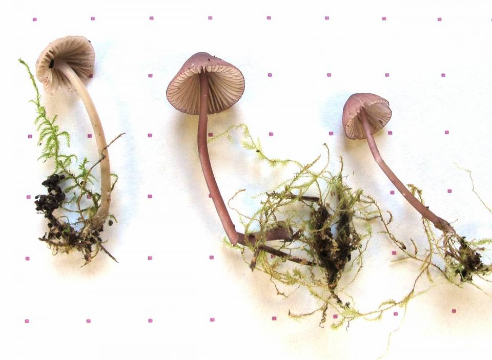 Mycena rubromarginata image