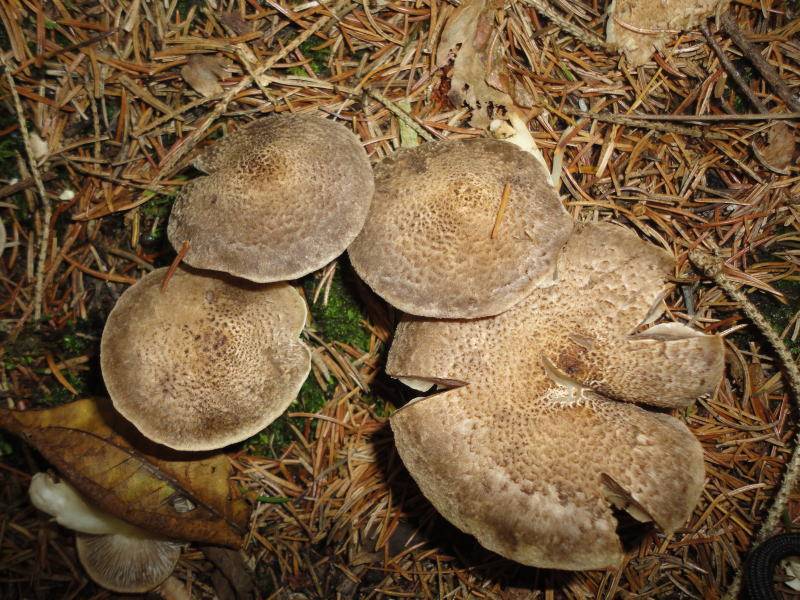 Tricholoma scalpturatum image
