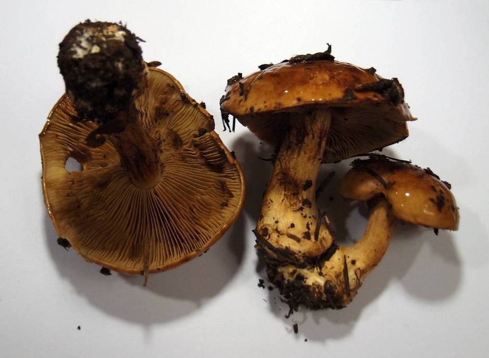 Cortinarius elegantior image