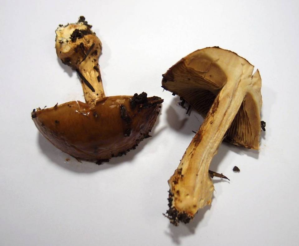 Cortinarius elegantior image