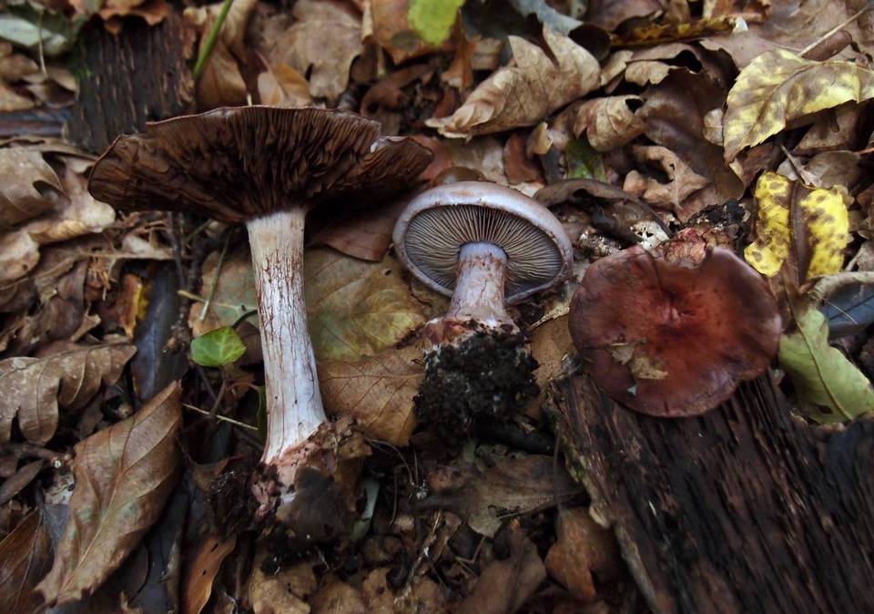 Cortinarius rufo-olivaceus image