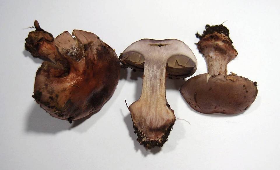 Cortinarius rufo-olivaceus image