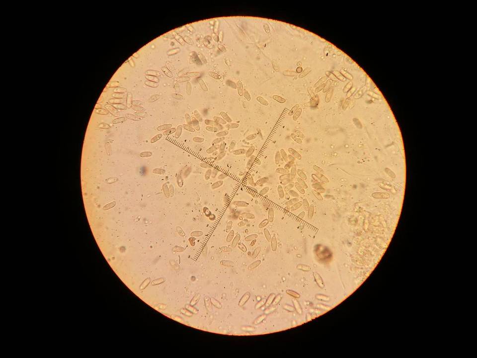 Suillus brunnescens image