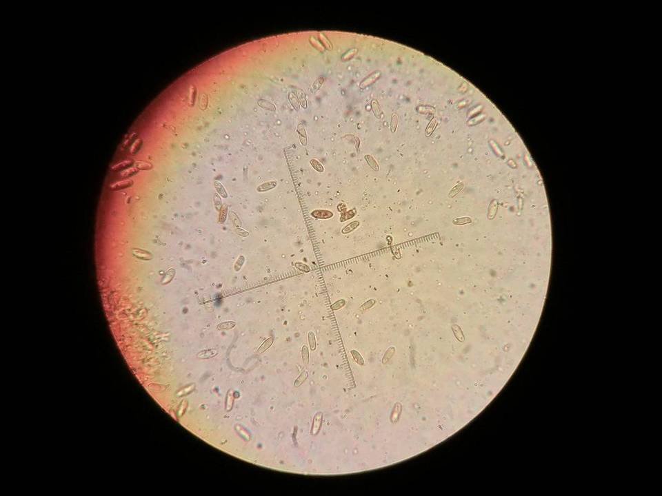 Suillus brunnescens image