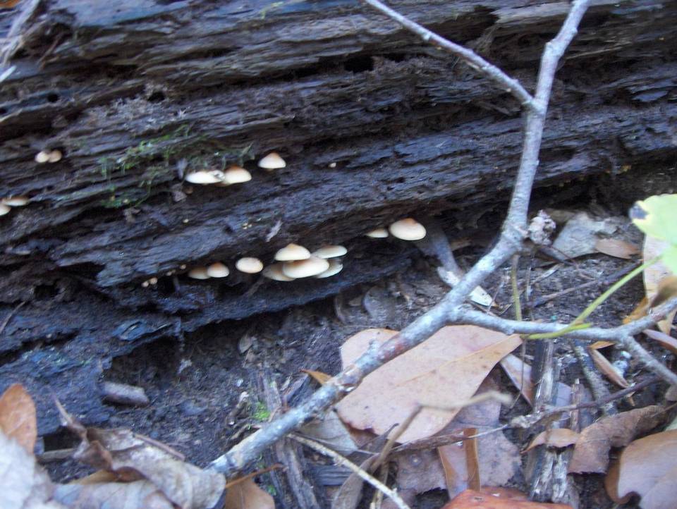 Hypholoma fasciculare var. fasciculare image