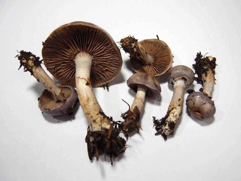 Cortinarius salor image