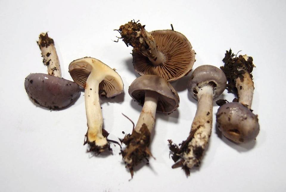 Cortinarius salor image