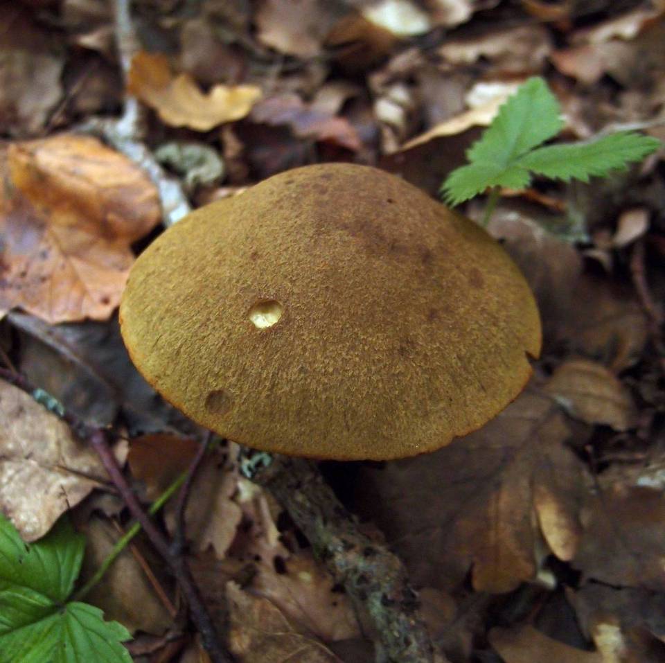 Cortinarius cotoneus image